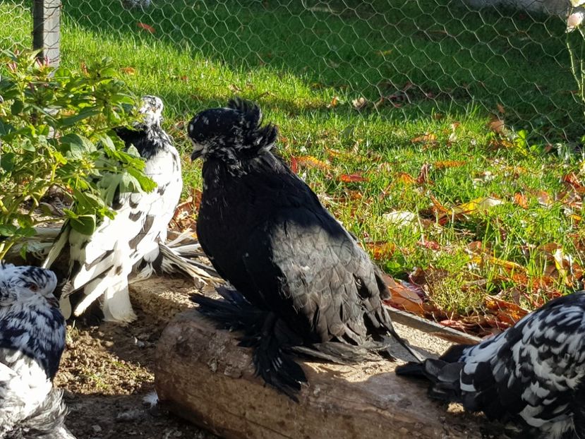  - 24-Urias Maghiar 2017