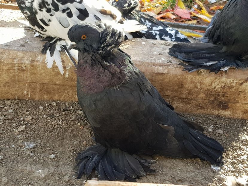  - 24-Urias Maghiar 2017