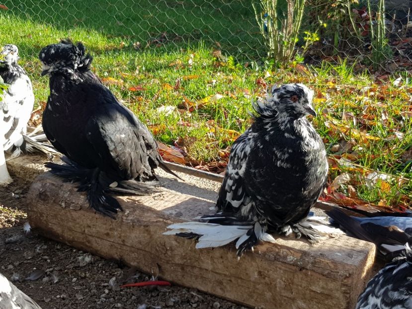  - 24-Urias Maghiar 2017