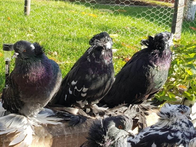  - 24-Urias Maghiar 2017