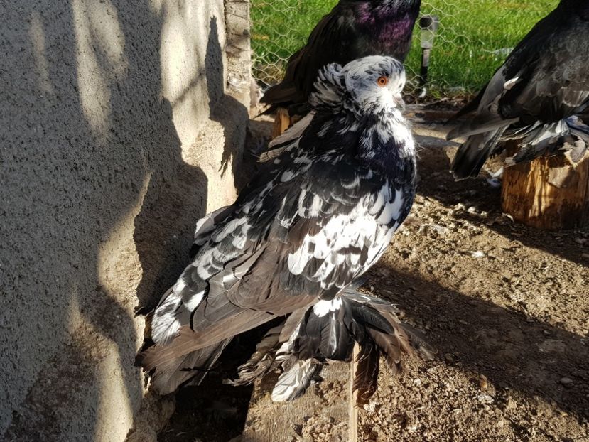  - 24-Urias Maghiar 2017