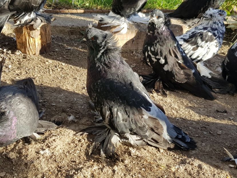  - 24-Urias Maghiar 2017