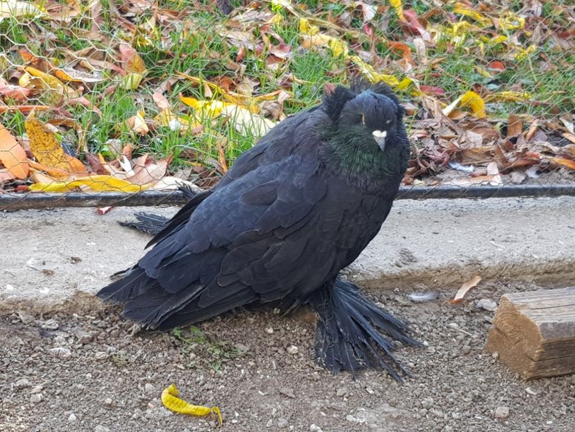  - 24-Urias Maghiar 2017