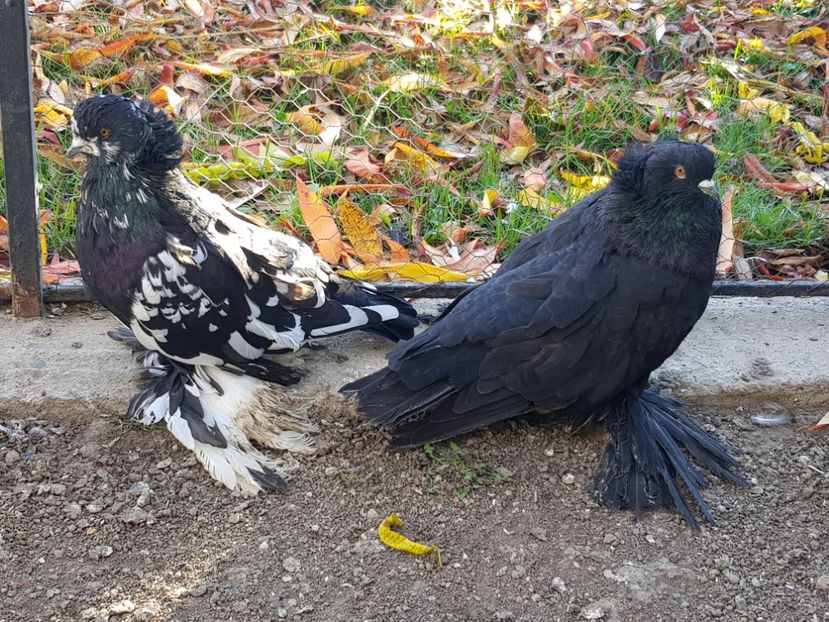  - 24-Urias Maghiar 2017