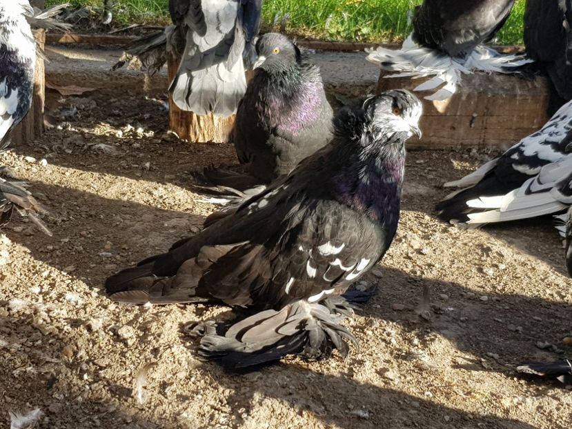  - 24-Urias Maghiar 2017