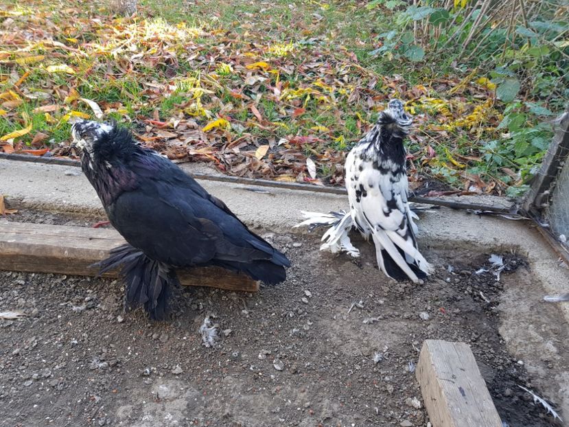  - 24-Urias Maghiar 2017