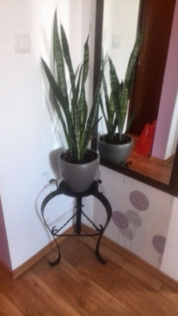  - sansevieria