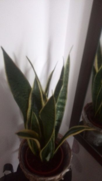  - sansevieria