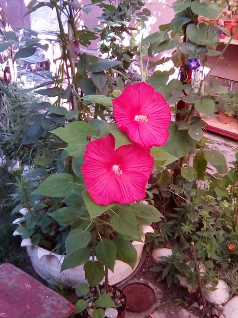  - hibiscus