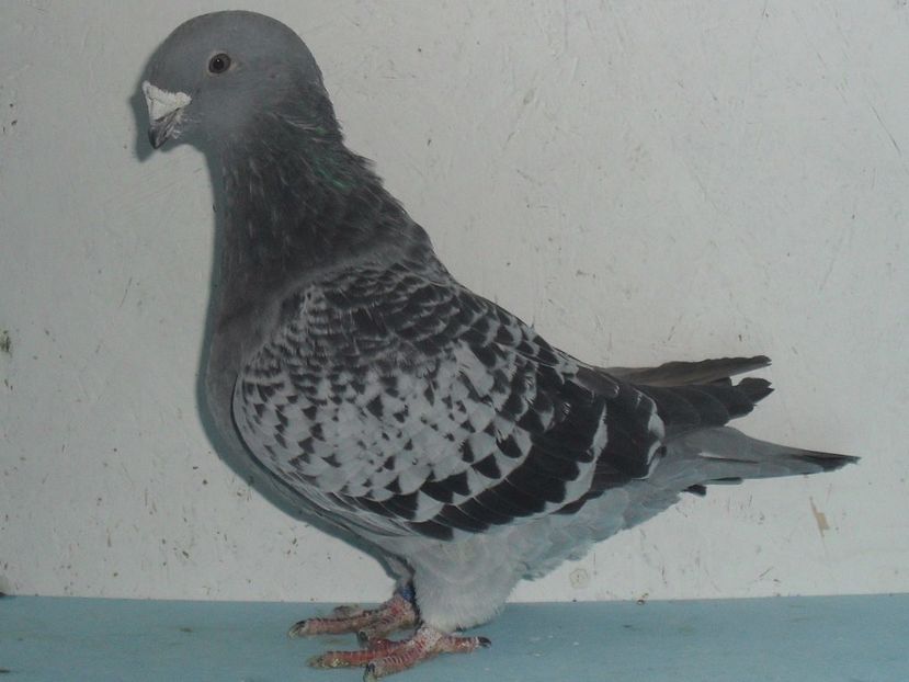  - porumbei standard
