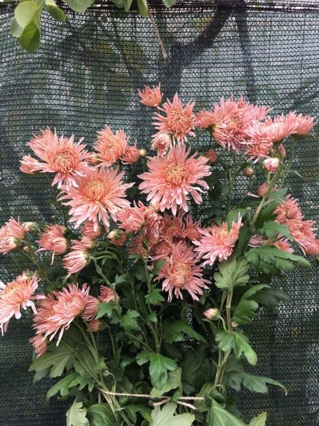 4C81432C-048F-4537-8EB7-73773134FDBD - Crizanteme