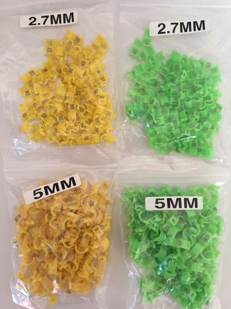  - 00001 Inele si Cleme Pasari Exotice 2018