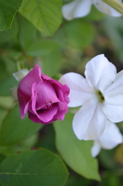  - dragostea  de natura
