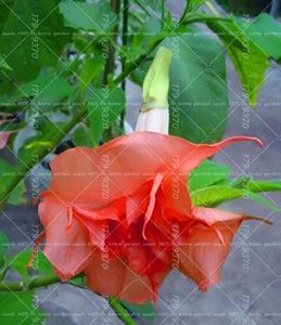 Brugmansia - Achizitii FLORI 2017