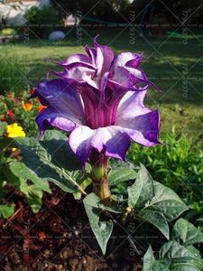 Brugmansia - Achizitii FLORI 2017