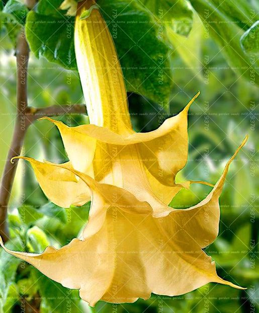 Brugmansia - Achizitii FLORI 2017