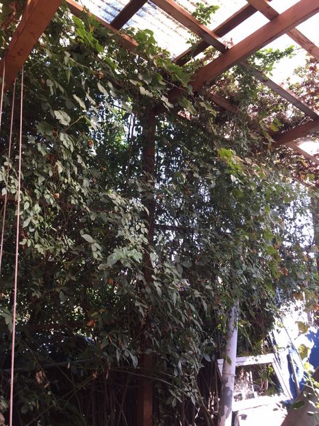 TRANDAFIRI CATARATORI - FLORILE MELE 2017