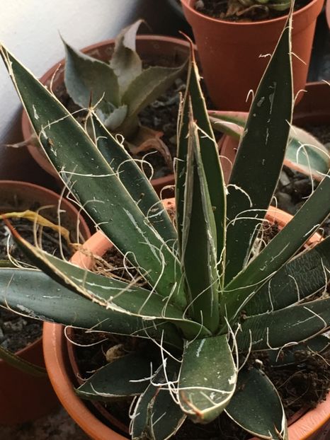 Agave black Widow - Agave 2017