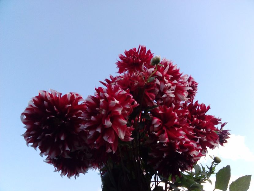 ULTIMA.... - AAAA_DALII 2015_2017_2018_2019_2020_2023