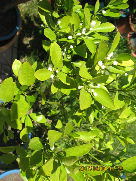 Picture 8033 - Citrus mitis pitic Calamondin