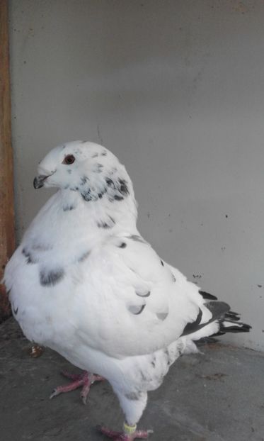 m 2017 150 ron - Porumbei vanduti 2017-2025