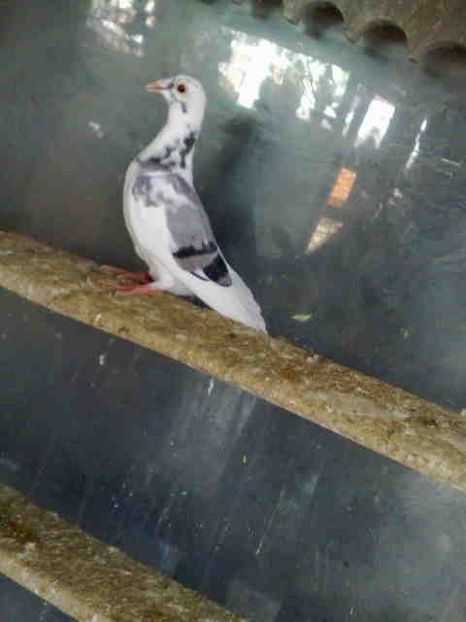 264-vandut - X-Porumbei vinduti