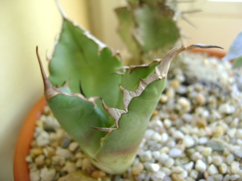 Agave titanota - Suculente 2017