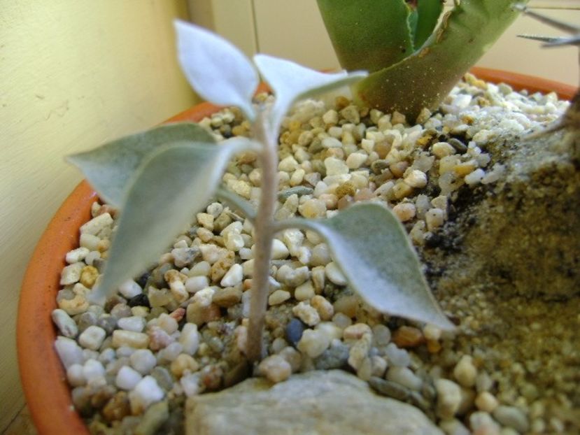 Kalanchoe bracteata - Suculente 2017