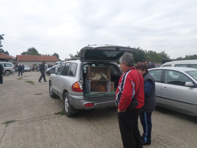 SAM_4542 - TIRG DE PASARI KRUSOVITA BULGARIA 2017-2018