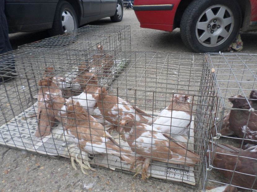 SAM_4548 - TIRG DE PASARI KRUSOVITA BULGARIA 2017-2018