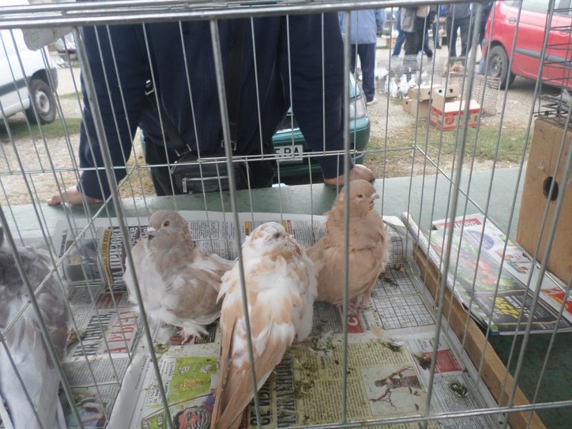 SAM_4559 - TIRG DE PASARI KRUSOVITA BULGARIA 2017-2018