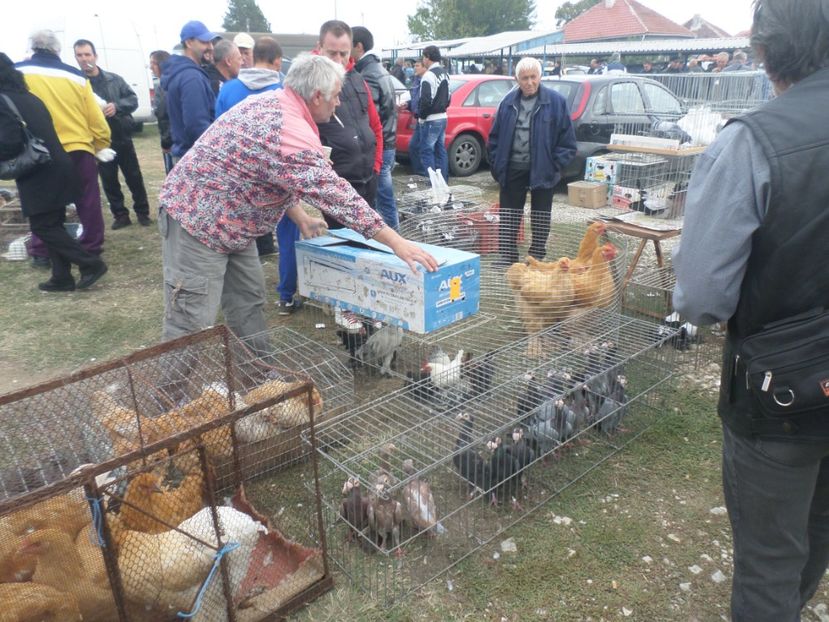 SAM_4561 - TIRG DE PASARI KRUSOVITA BULGARIA 2017-2018