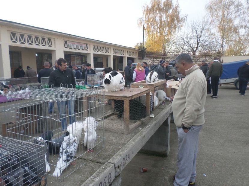 SAM_4573 - TIRG DE PASARI ORASTIE 29 OCT 2017