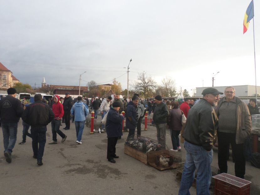 SAM_4575 - TIRG DE PASARI ORASTIE 29 OCT 2017