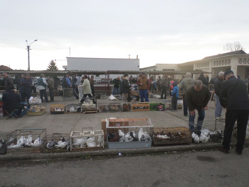 SAM_4578 - TIRG DE PASARI ORASTIE 29 OCT 2017