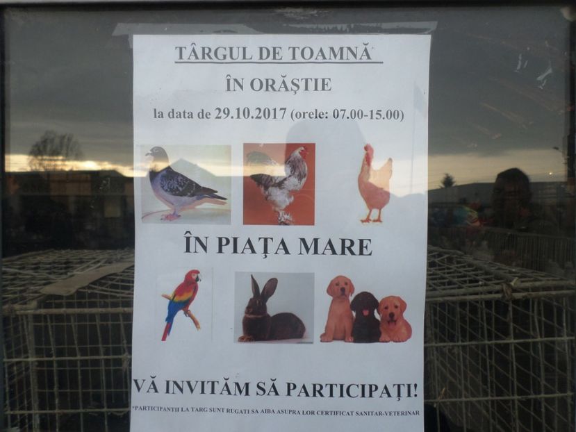 SAM_4581 - TIRG DE PASARI ORASTIE 29 OCT 2017