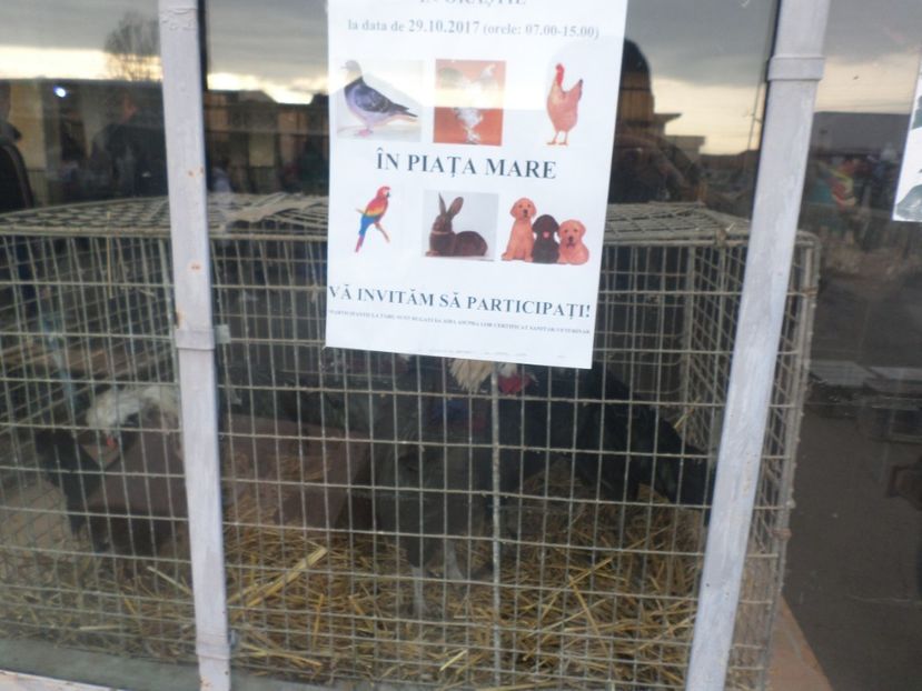 SAM_4582 - TIRG DE PASARI ORASTIE 29 OCT 2017