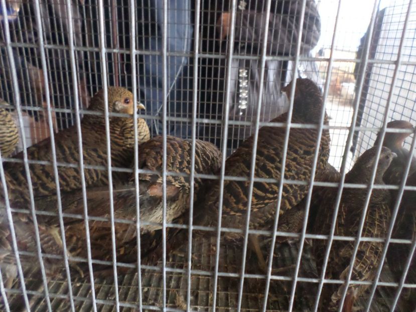 SAM_4589 - TIRG DE PASARI ORASTIE 29 OCT 2017