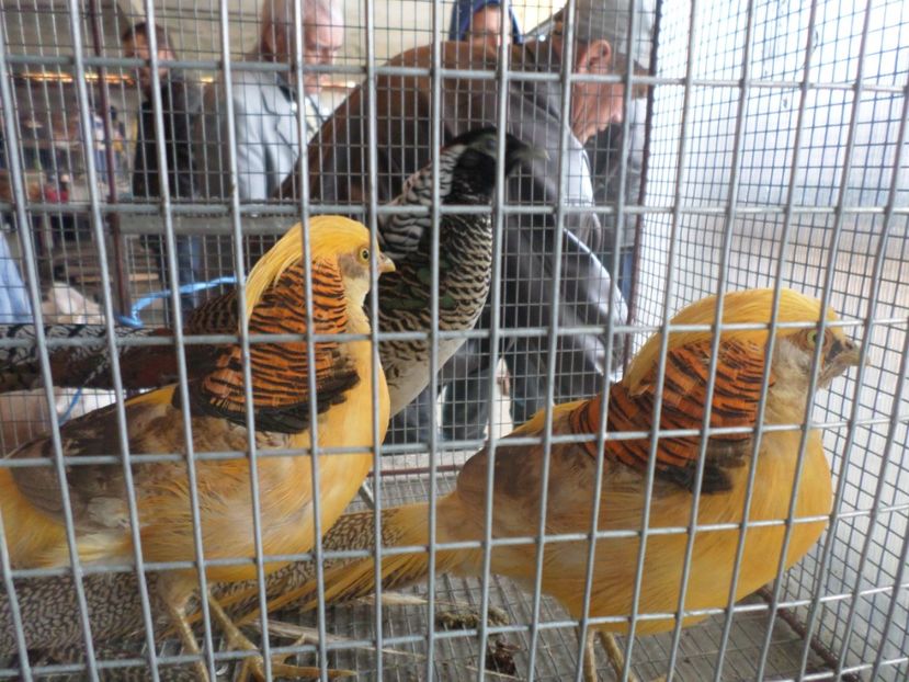 SAM_4590 - TIRG DE PASARI ORASTIE 29 OCT 2017