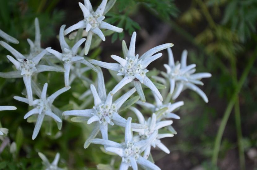  - dragostea  de natura