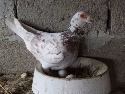 Masc.2015.. - VOIAJORI MASCULI Stil Vechi si frumusete 2017-2018