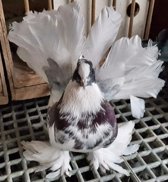  - 20_INDIAN FANTAIL MATCA-2018-2021