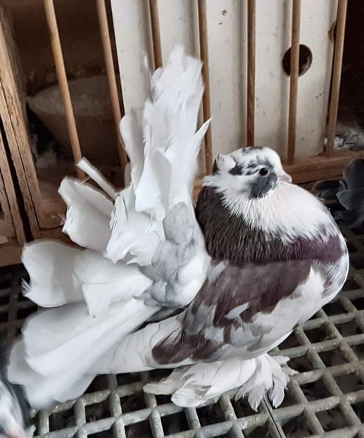  - 20_INDIAN FANTAIL MATCA-2018-2021