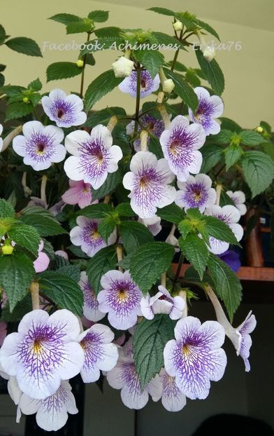  - Ambroise Versaffelt