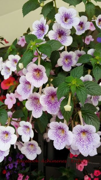  - Ambroise Versaffelt