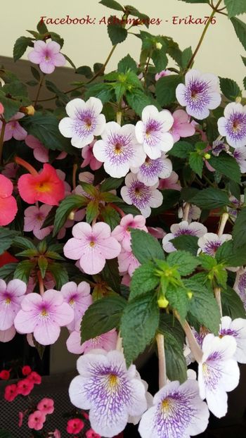  - Ambroise Versaffelt