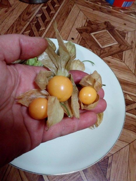  - SEMINTE PHYSALIS EDULIS - SCHONBRUNNER GOLD