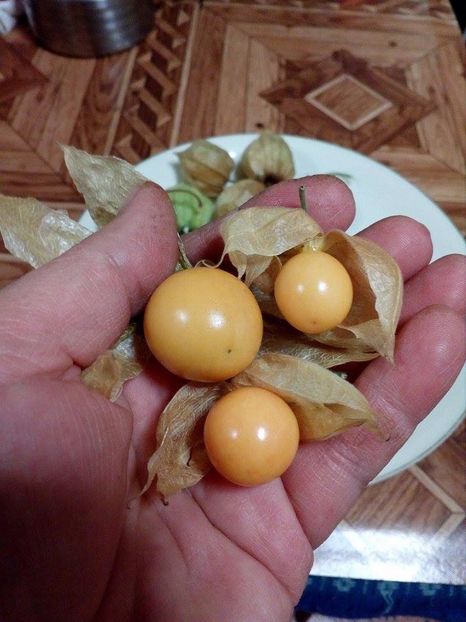  - SEMINTE PHYSALIS EDULIS - SCHONBRUNNER GOLD