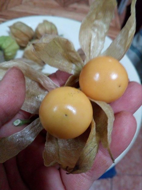  - SEMINTE PHYSALIS EDULIS - SCHONBRUNNER GOLD