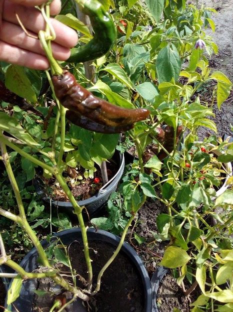 MEXICAN NEGRO - SEMINTE ARDEI IUTE CHILI